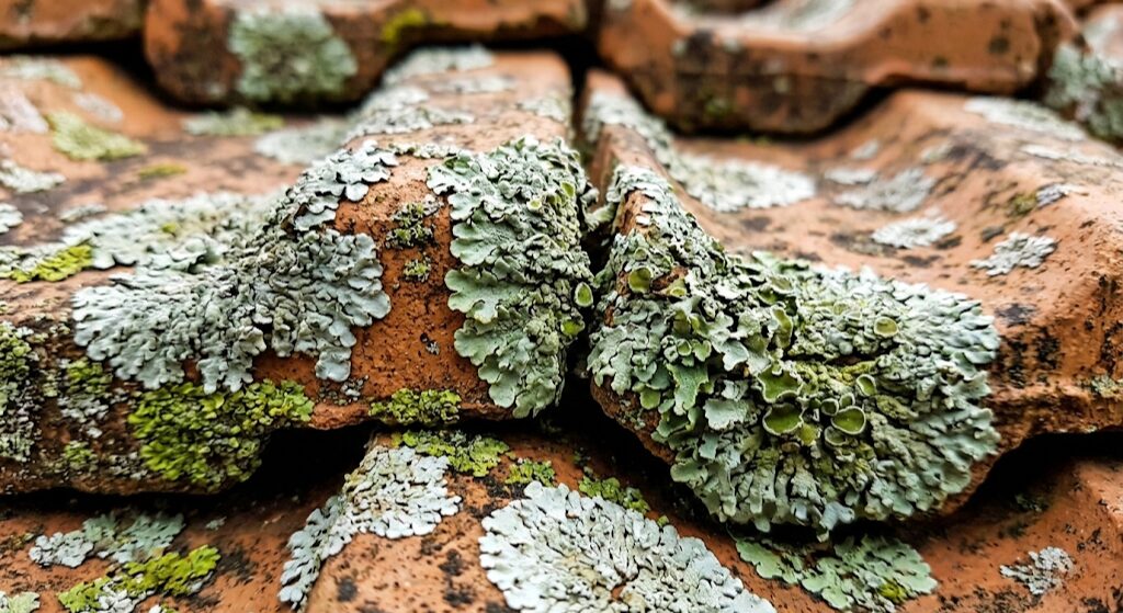 Close up of green and white lichen growing aggressively on terracotta roof tiles