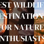 Best Wildlife Destinations for Nature Enthusiasts