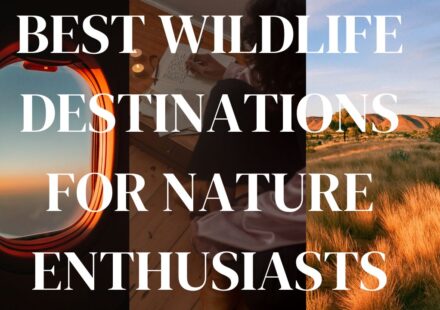 Best Wildlife Destinations for Nature Enthusiasts