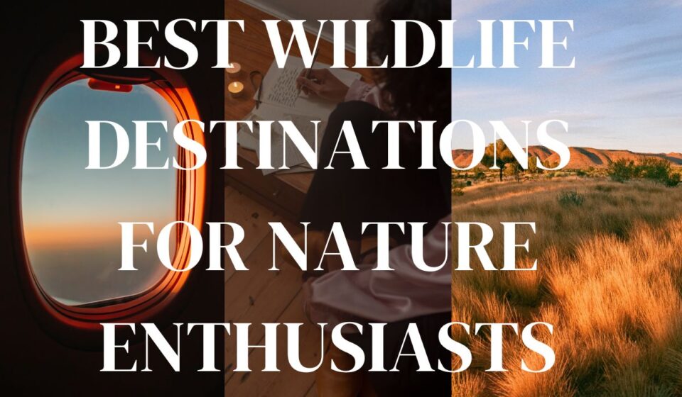 Best Wildlife Destinations for Nature Enthusiasts
